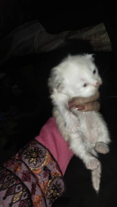 urgant sall Karne hy