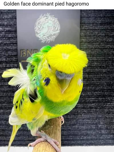 hogoromo dominat pied male and exhibition hogoromo different prices
