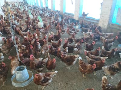 Lohmann brown hens pure Breed