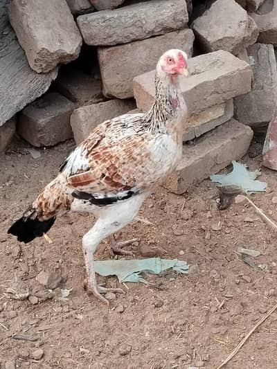 Aseel Hen For Sale
