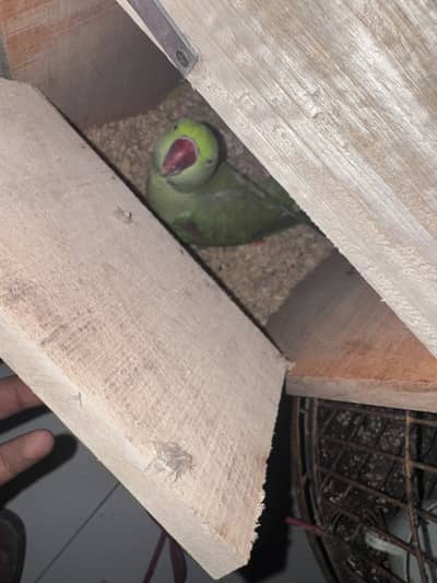 Alexandrine Raw Parrot Female