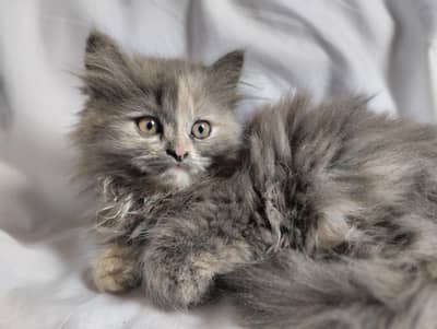 Persian kittens