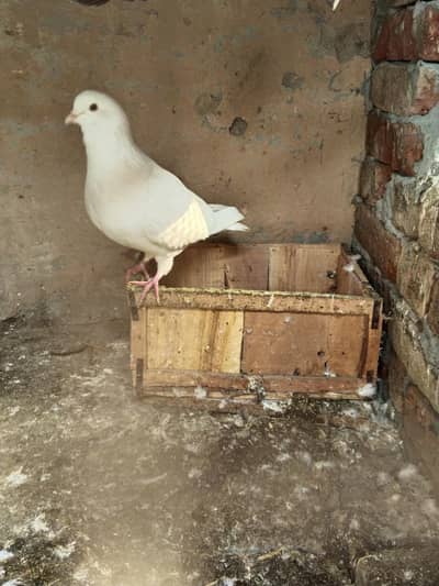 white king pigeon