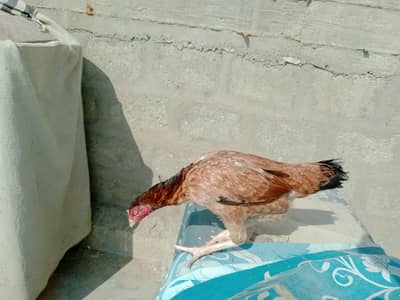 aseel murgi ha anda waghara bhi dati ha urgent saoe