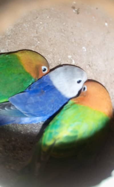 Opline splits Palefellow split B2