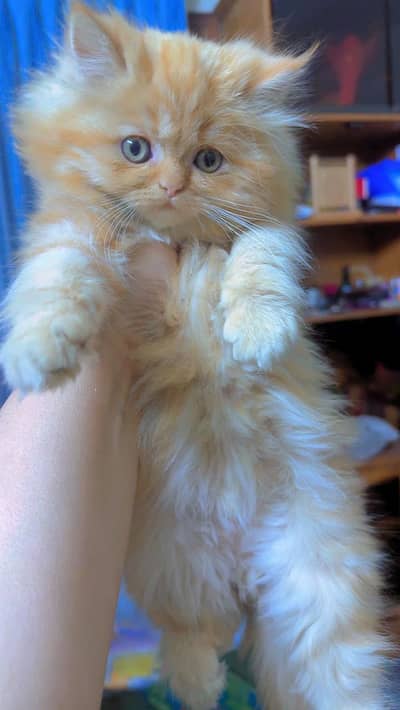 Persian kitten Triple coat