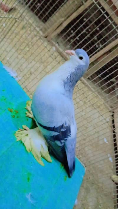 American with close ring import blood line