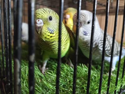 visual black wing split to black face  for combo working