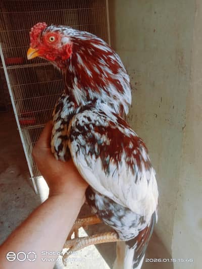 Reasonable prizes Aseel Collection