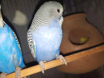 budgies