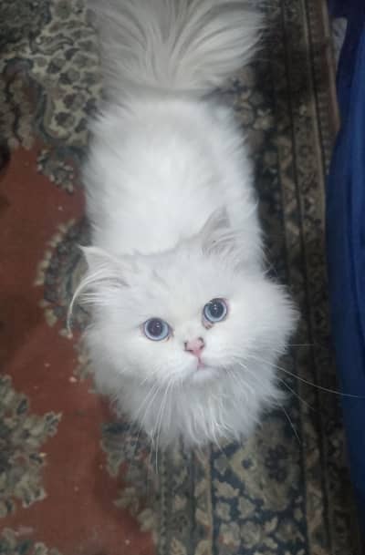 For sale picky pauch face name tom with  accessories