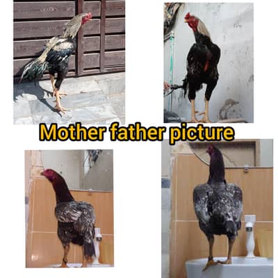 jageeri murgi with 9 bachy