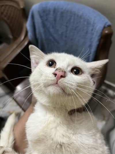 Turkish Angora kitten four month