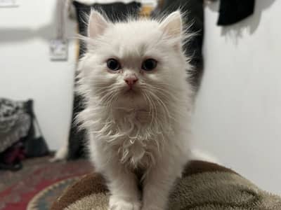 03149387106 1 female 3 males  Par had 14k demand