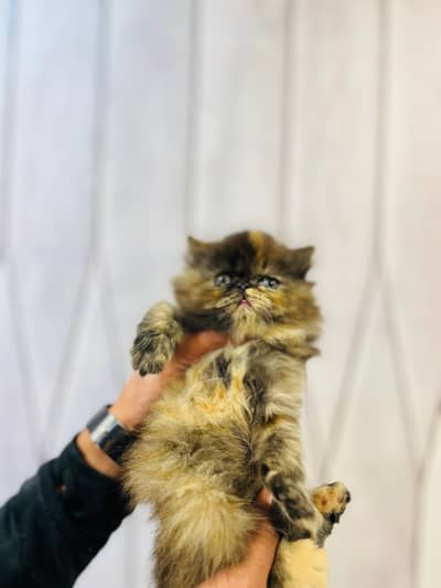 all cats And kittens aviable