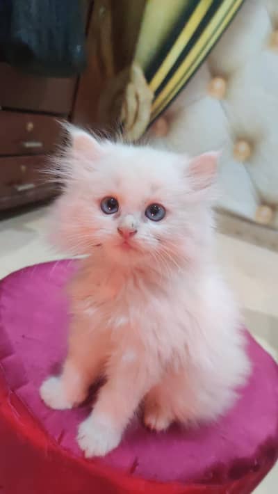 Blue eye persion kitten for sale