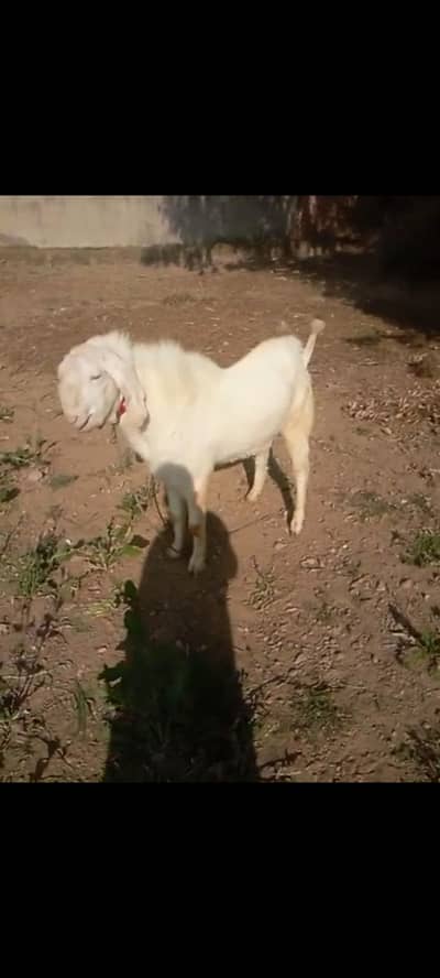 GOAT MALE