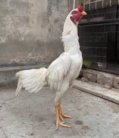 Aseel Murga , Aseel Hera , Aseel Sindhi , Pure Sindhi Aseel