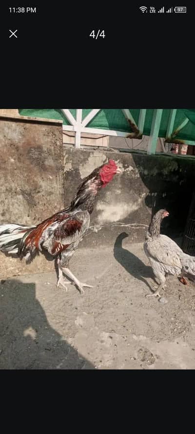 aseel Shamo grey pair  stunning birds with a muscular build