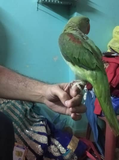 Alexandrine Parrot Sale
