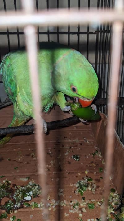 Green Male parrot