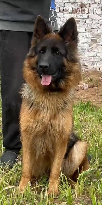 long coat German shepherd female for sale
