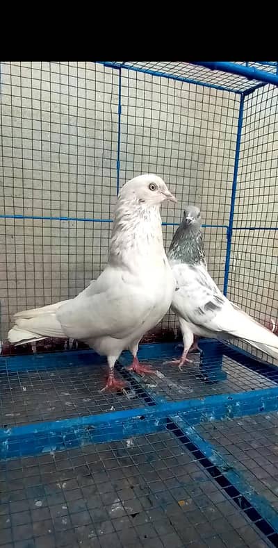 Highflyer Breeder pigeons