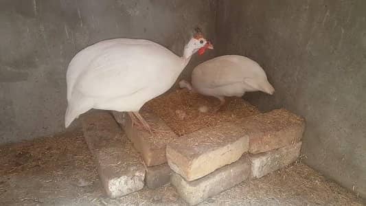 Breeder chakor pair white and gry paid colour available