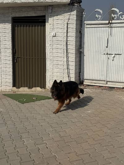 German shepherd male