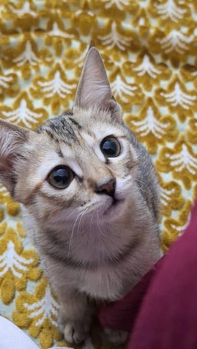 her name is lufi she learn how to do high five handshake and also sit