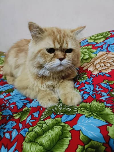 Persian Male triple coated
