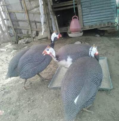 Breeder chakor pair gry paid colour available