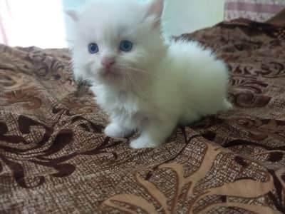Persian kittens for sale