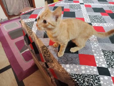 Persian Kitten Vaccinated | Urgent Sale Required