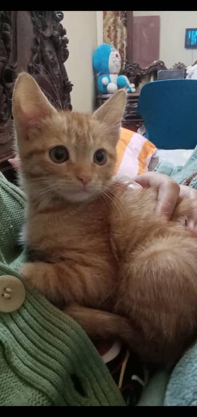 Persian Kitten Vaccinated | Urgent Sale Required