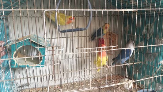 Love Birds (Totay) for Sale – Cage ke sath