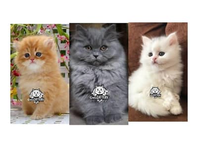 Persian British punch face piki face kitten cat available