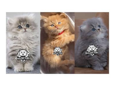 Persian British punch face piki face kitten cat available