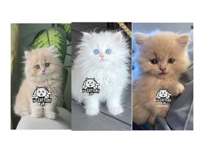 Persian British punch face piki face kitten cat available