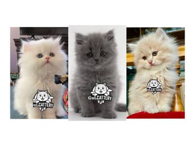 Persian British punch face piki face kitten cat available