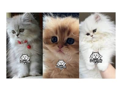 Persian British punch face piki face kitten cat available
