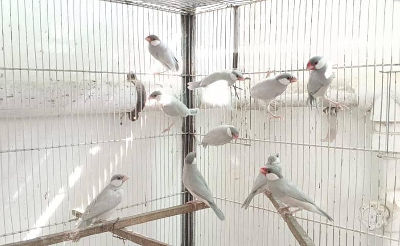 SILVER JAVA BREEDER PAIRS 0