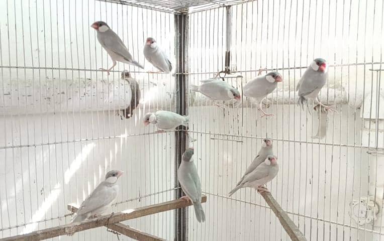 SILVER JAVA BREEDER PAIRS 1