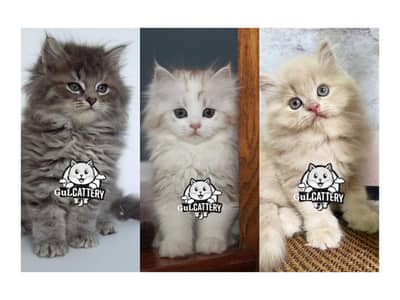 Persian British punch face piki face kitten cat available