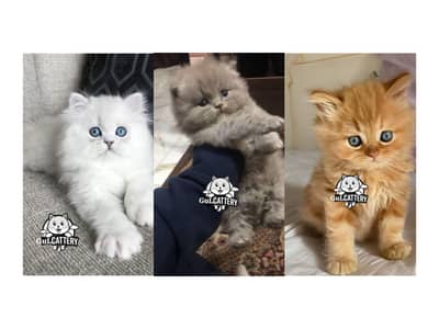 Persian British punch face piki face kitten cat available