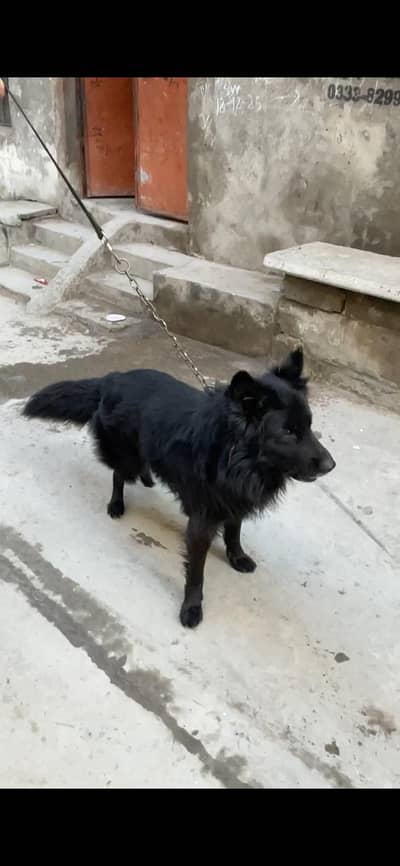 German Shepherd male for sale