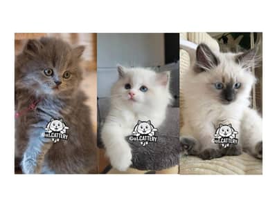 Persian British punch face piki face kitten cat available