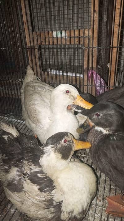DUCKS PAIR AVAILABLE IN BEST PRICE