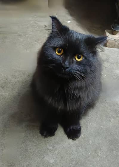 persion breed only seriously buyer contact me on my WhatsApp