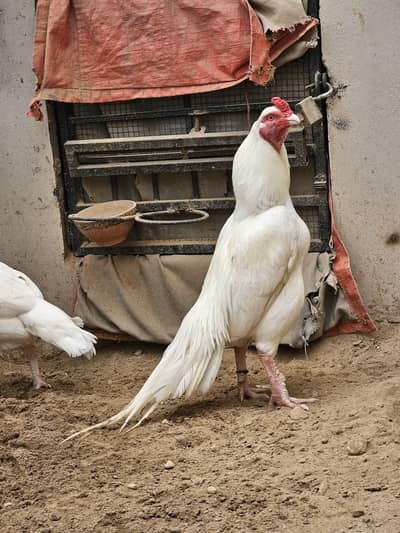 aseel amroha check available